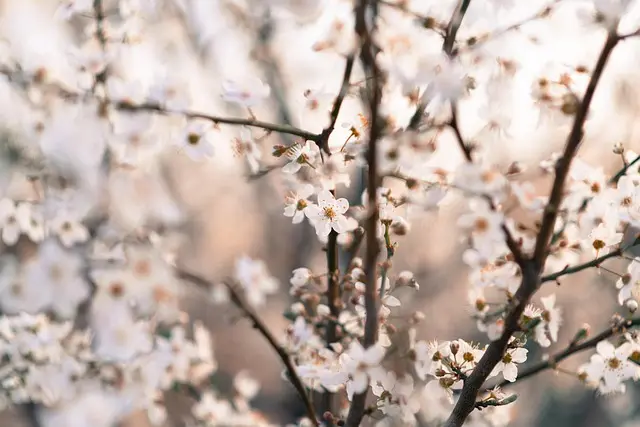 10 Idee Fai-da-te per Rinnovare il Tuo Giardino in Estate