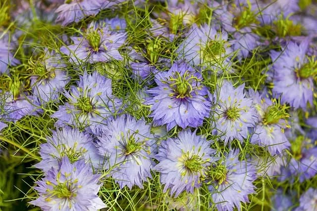 Come Creare un Giardino Verticale Fai-da-te: Ideale per Piccoli Spazi