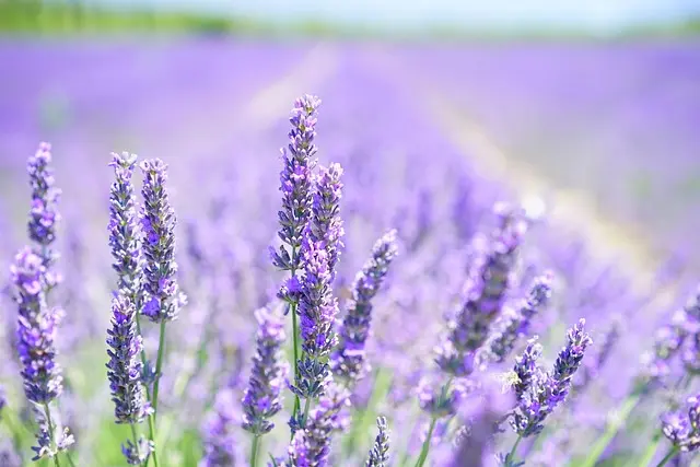 Tendenze Fai-da-te per il Giardinaggio nel 2026
