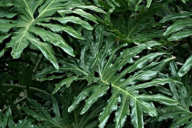 Come Creare un Giardino Verticale Fai-da-te: Idee e Ispirazioni