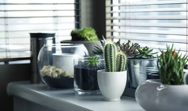 Come Creare un Giardino Verticale Fai-da-te: Guida Pratica