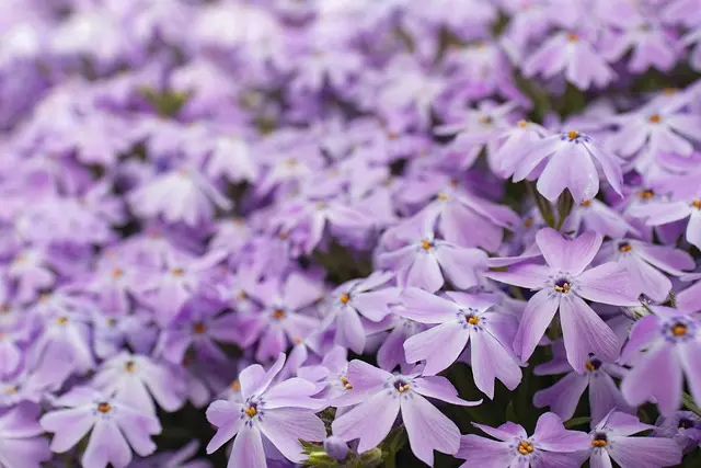 Come Creare un Giardino Verticale Fai-da-te con Piante Aromatiche