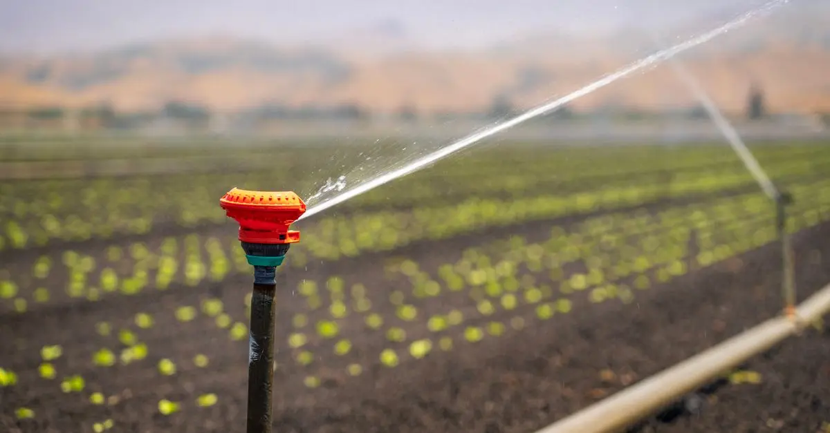 Come Creare un Sistema di Irrigazione Automatica