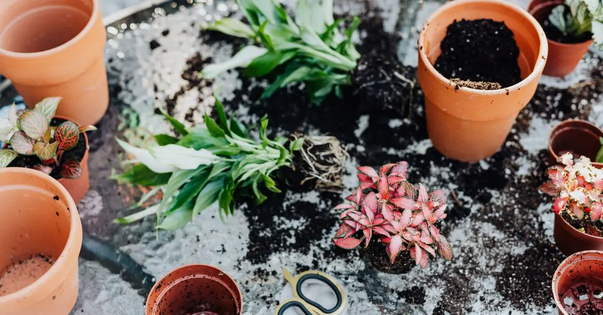 Come Creare un Giardino Raccoglitore di Acqua Fai-da-te