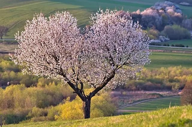 Come Costruire un Giardino Verticale Fai-da-te in Pochi Passi