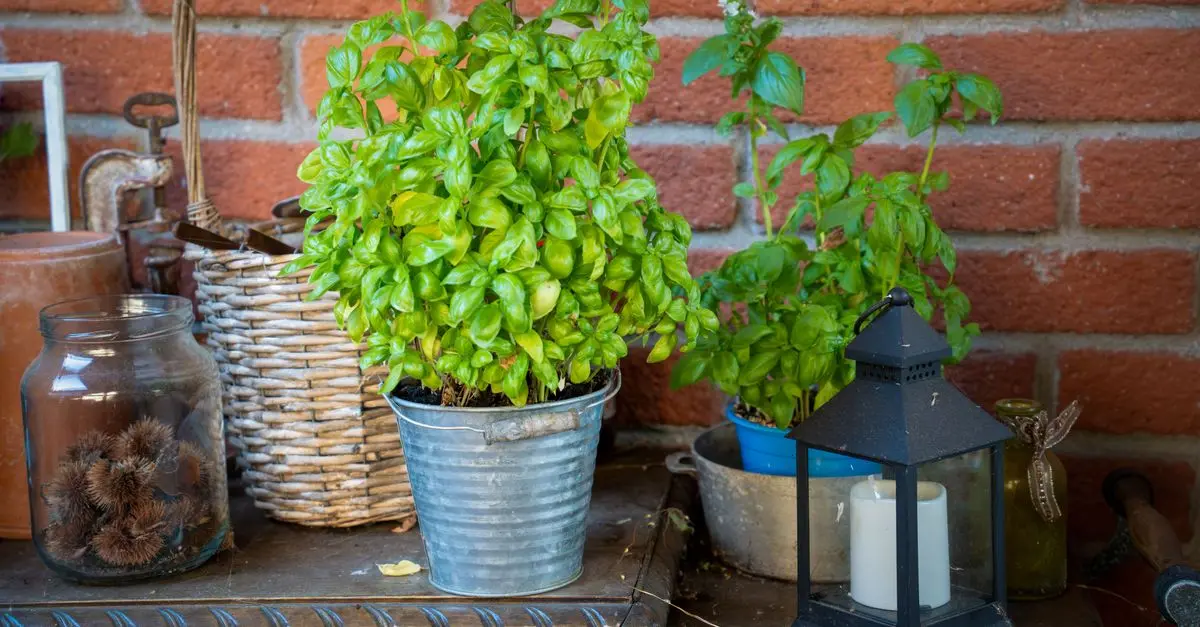 Come Creare un Giardino Aromatico Fai-da-te in Casa