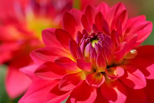 10 Idee Fai-da-te per Trasformare il Tuo Giardino in Estate