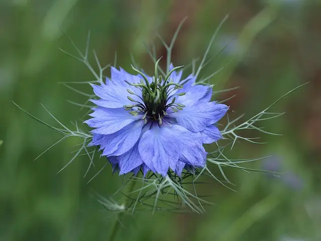 Come Realizzare un Sistema di Composizione Fai-da-te per Giardini