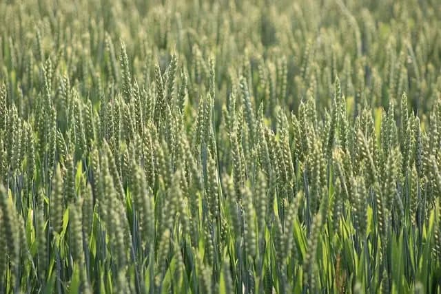 Come Creare un Giardino Verticale Sostenibile Fai-da-te