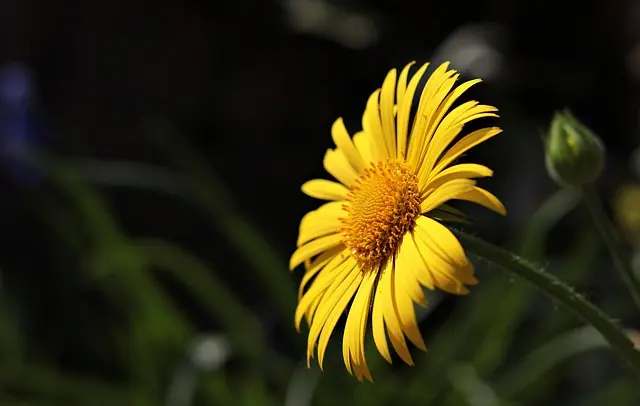 Come Ristrutturare il Tuo Giardino Fai-da-te: Guida Completa