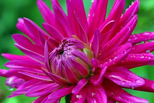 10 Idee Fai-da-te per Rinnovare il Tuo Giardino con Stile