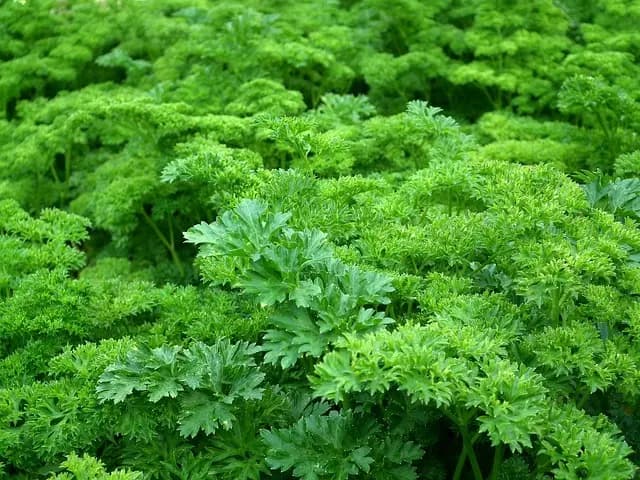 Come Creare un Giardino Verticale Sostenibile Fai-da-te