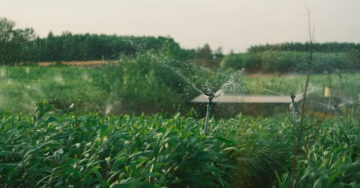 Come Creare un Sistema di Irrigazione Fai-da-te Efficace