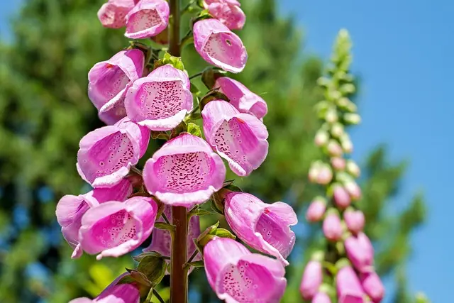 Come Creare un Giardino Verticale Fai-da-te: Guida Pratica