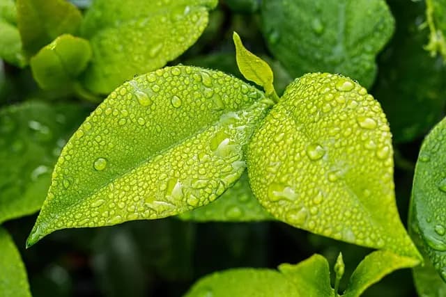Come Creare un Giardino Verticale Fai-da-te con Piante Aromatiche