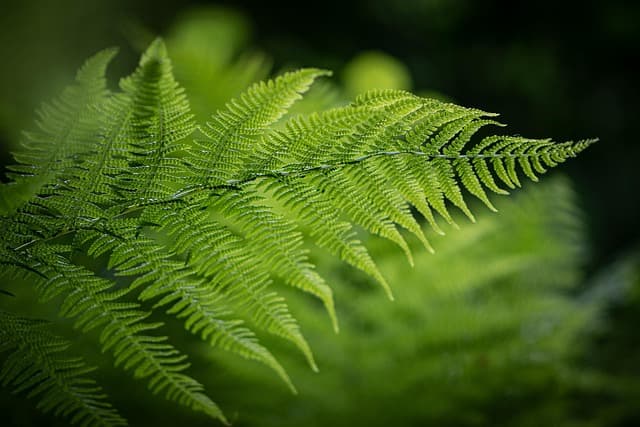 Come Creare un Giardino Sostenibile Fai-da-te