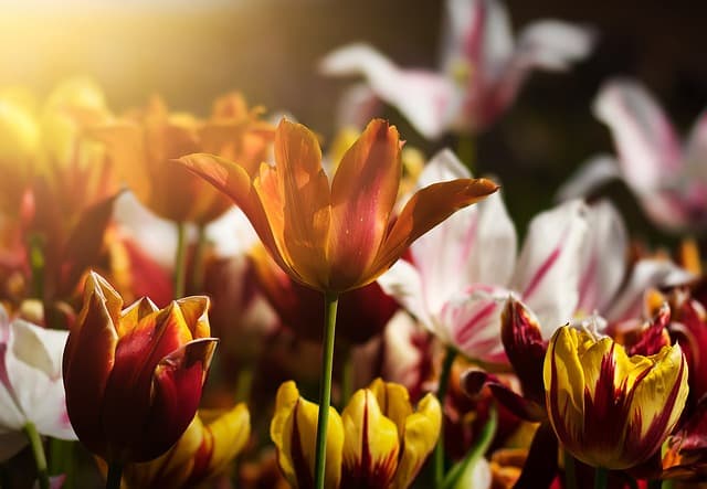 Come Costruire un Giardino Verticale Fai-da-te: Guida Completa