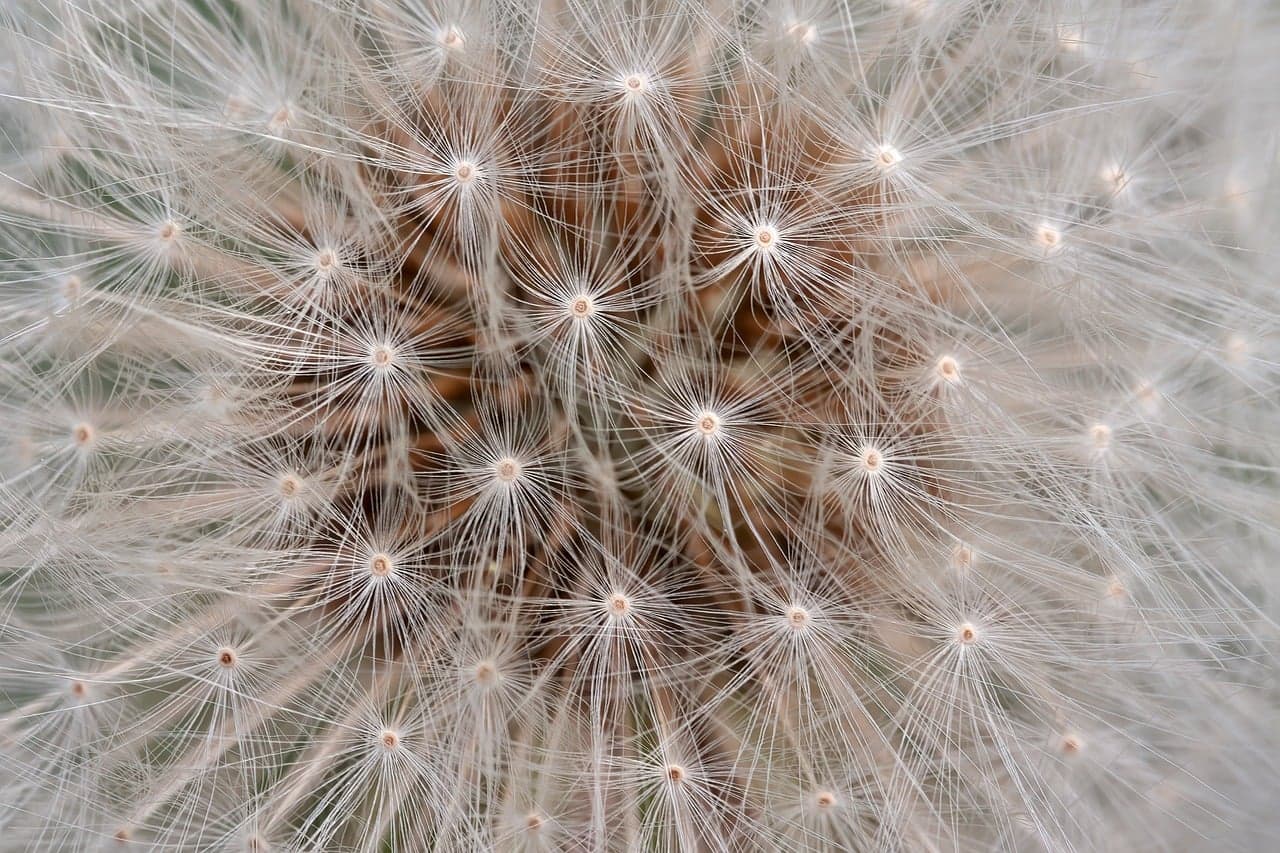 Come Creare un Giardino Raccoglitore di Acqua Fai-da-te