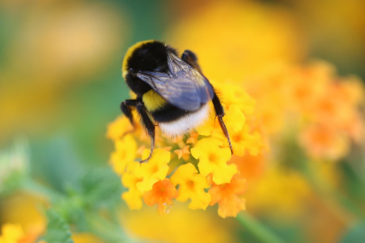 Come Realizzare un Giardino d'Erbe Aromatiche Fai-da-te