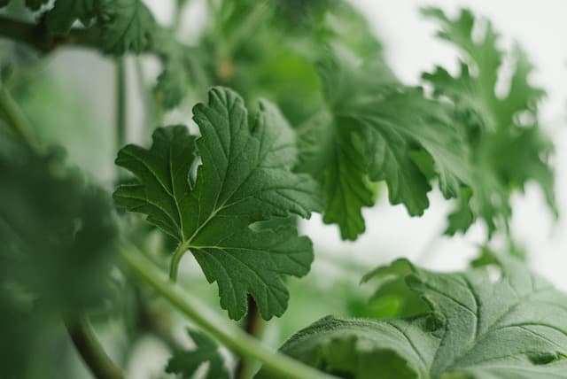 Come Creare Un Giardino Verticale Fai-da-te: Guida Completa