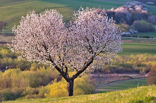 Come Creare un Giardino Verticale Fai-da-te: Guida Completa