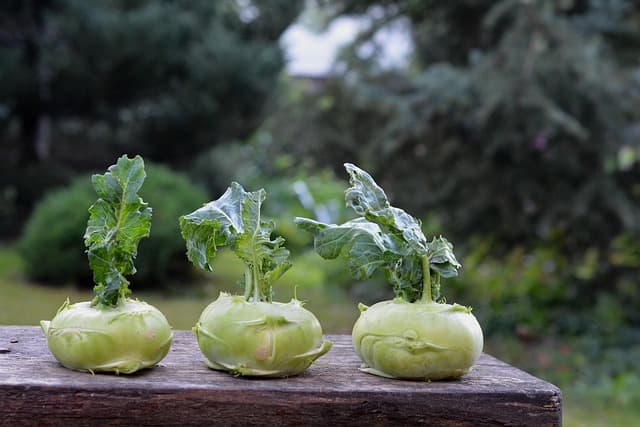 Come Creare un Giardino Verticale Fai-da-te: Guida Pratica
