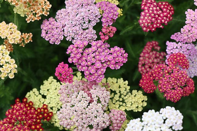 Come Rinnovare il Giardino con Progetti Fai-da-te