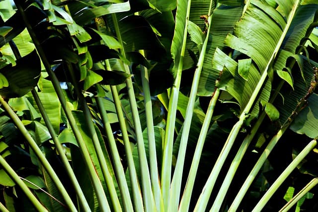 Come Creare un Giardino Verticale Sostenibile Fai-da-te