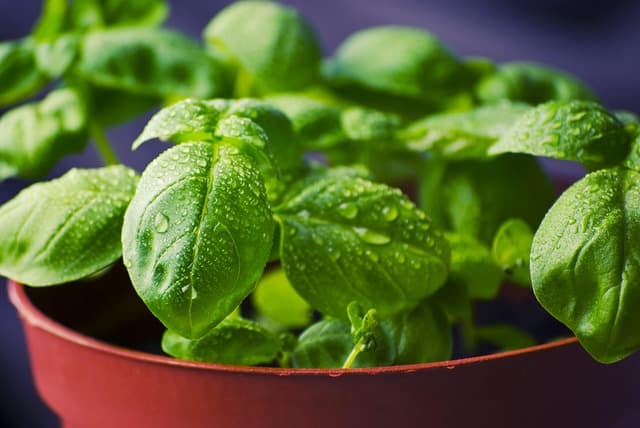 Come Creare un Giardino Aromatico Fai-da-te: Guida Completa