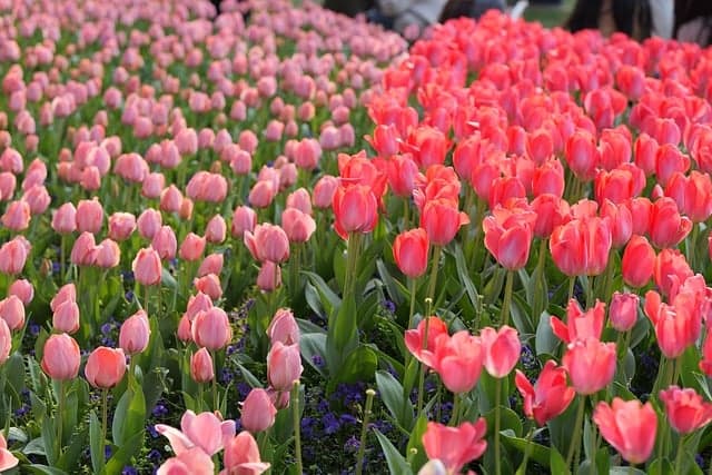 Idee Fai-da-te per Rinnovare il Tuo Giardino