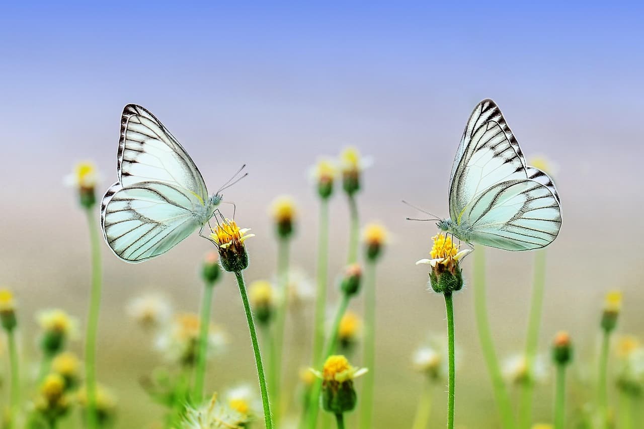 Come Creare un Giardino Aromatico Fai-da-te in Casa